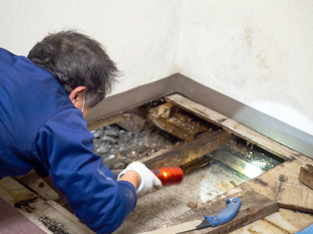 Best Local Mold Removal Service  in Fort Mckinley, OH