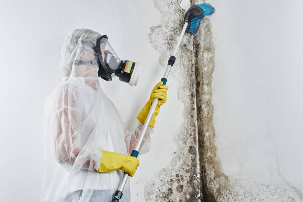 Best Fast Mold Removal  in Fort Mckinley, OH