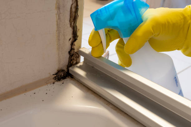 Mold Removal Process in Fort Mckinley, OH