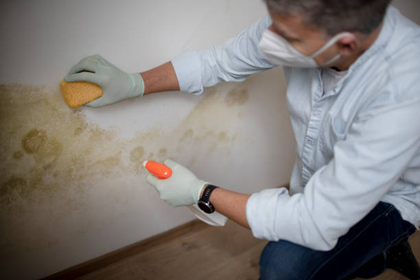 Best Mold Removal Company Near Me  in Fort Mckinley, OH