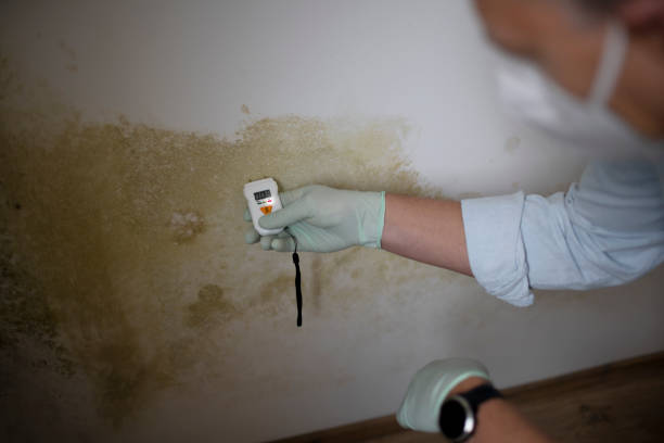 Best Best Mold Removal Companies  in Fort Mckinley, OH