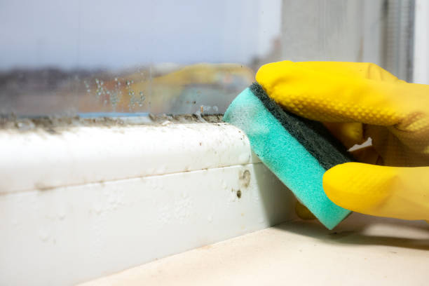 Best Mold Remediation  in Fort Mckinley, OH