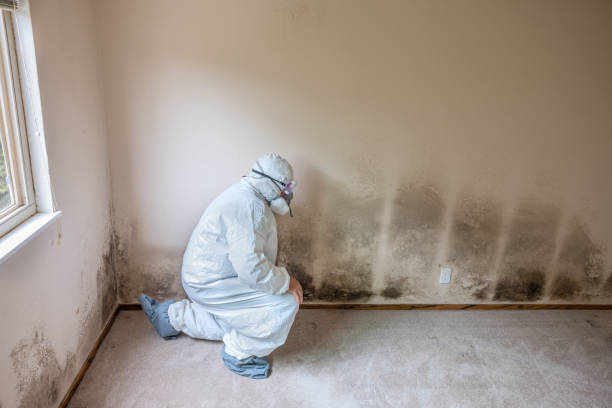 Home Mold Removal in Fort Mckinley, OH