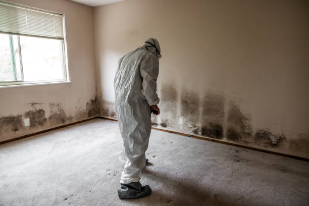 Best Toxic Mold Removal  in Fort Mckinley, OH